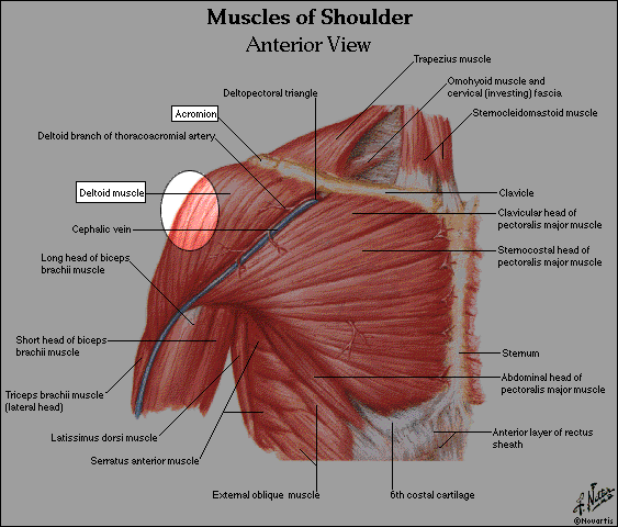 Deltoid Muscle Injection deltoid injection