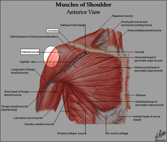 deltoid injection