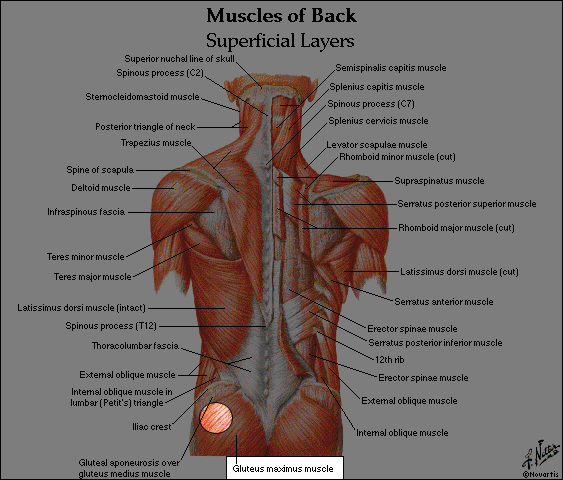 Gluteus Maximus Muscle Injection gluteus maximus injection