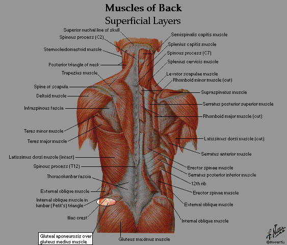 gluteus medius injection