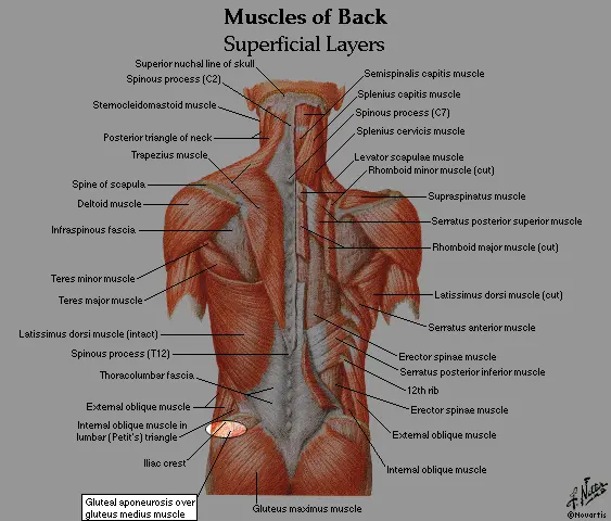 gluteus medius injection