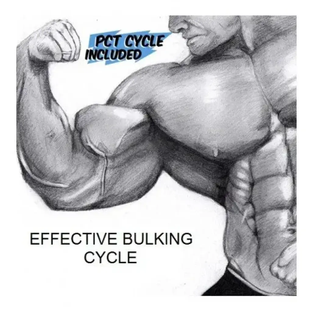 Effective Bulking Cycle Effective Bulking Cycle
