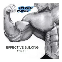 Effective Bulking Cycle